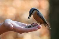 bird