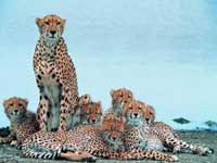 leopard