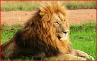 lion1