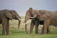 tanzania